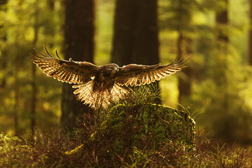common buzzard (Buteo buteo) lands on a stump