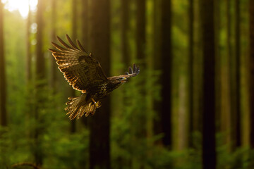 common buzzard (Buteo buteo) flies through the forest in the opposite light