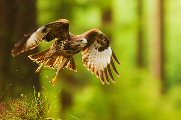 common buzzard (Buteo buteo) in the high forest