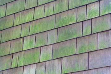 Texture shot with light wooden square pannel made of dry and aged timber with dark green moss in the afternoon shade