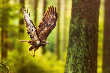 Plakat common buzzard (Buteo buteo) flying through the forest