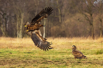 female White-tailed eagle (Haliaeetus albicilla) circling over the other bird