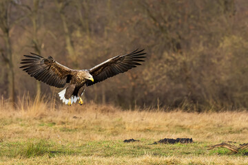 female White-tailed eagle (Haliaeetus albicilla) flying above the earth