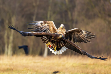 female White-tailed eagle (Haliaeetus albicilla) two individuals fighting in the air for prey