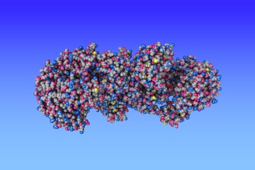 Influenza A virus H7N9 polymerase apo-protein dimer complex. Space-filling molecular model. Rendering based on protein data bank entry 7zpm. Scientific background. 3d illustration