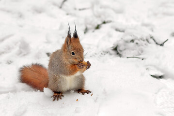 A forest fluffy squirrel gnaws on an oak acorn in a winter park.