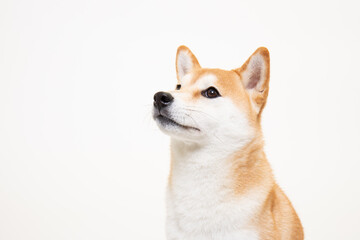 若くてかわいい柴犬（1歳）のスタジオ写真	