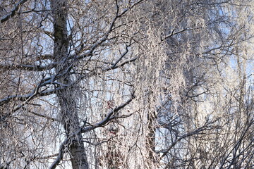 tree in winter, branches