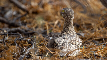 Spotted Thick-knee (Burhinus capensis) Kgalagadi Transfrontier Park, South Africa