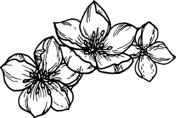 black and white flowers