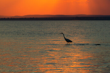 Naklejka premium silhouette of a bird at sunset