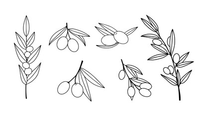 Set of hand drawn olive illustrations isolated on white background. Design elements for poster, menu. Vector illustration