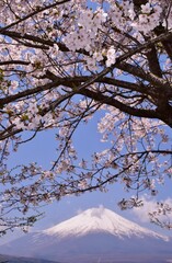 山中湖より望む満開の桜と富士山