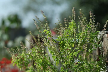 Tulsi or Holy basil tree in garden outdoor on sunny day black background. Tulsi is used in...