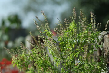 Tulsi or Holy basil tree in garden outdoor on sunny day black background. Tulsi is used in ayurvedic medicine.