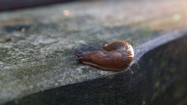 The red slug Arion rufus , also known as the large red slug, chocolate arion and European red slug, is a species of land slug in the family Arionidae, crawls on mossy wood.