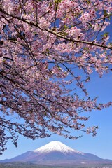 山中湖より望む満開の桜と富士山