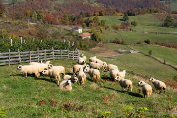 Sheep graze in a pasture in the mountains