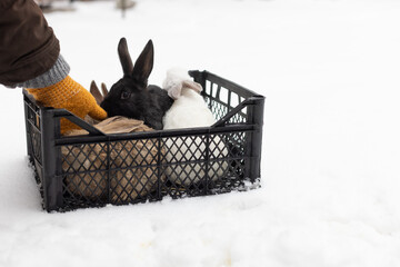  Hand stroking rabbit. Rabbits of different colours in the basket on the snow. 