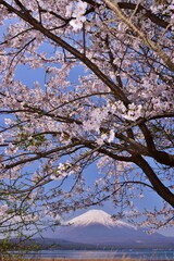 山中湖より望む満開の桜と富士山