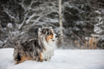 Sheltie dog on the background of a snowy forest