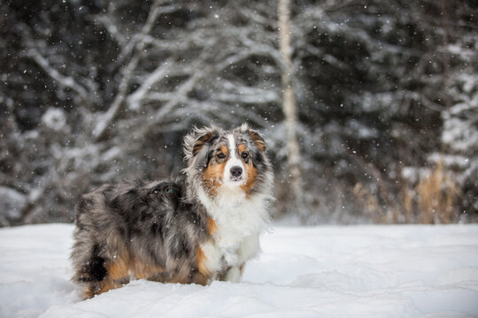 Sheltie dog on the background of a snowy forest