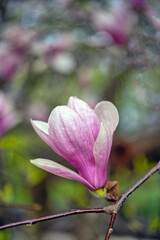 Fototapeta na wymiar Magnolia tree in bloom in early spring