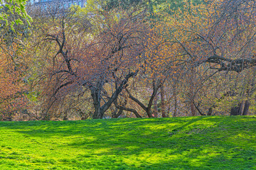 Fototapeta premium Central Park in spring