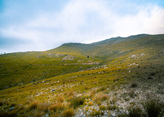 Fototapeta premium Fynbos nature, South Africa, near Hermanus