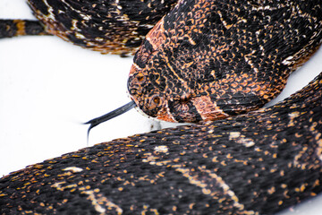 Close up of a snake, Puff Adder, South Africa, Wildlife