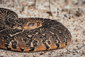 Close up of a snake, Puff Adder, South Africa, Wildlife