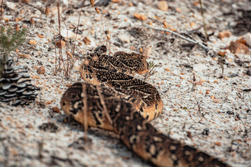 Close up of a snake, Puff Adder, South Africa, Wildlife