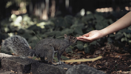 squirrel in a hand
