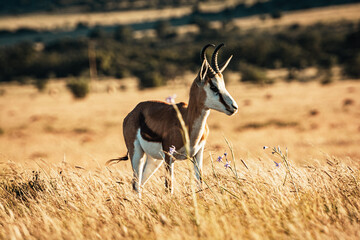 Springbock, South Africa, Mountain Zebra National Park, sunset