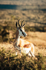 Springbock, South Africa, Mountain Zebra National Park, sunset
