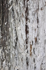 tree bark texture. tree trunk texture. tree trunk bark texture.