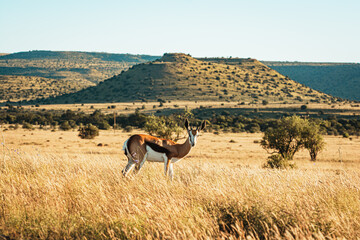 Springbock, South Africa, Mountain Zebra National Park, sunset