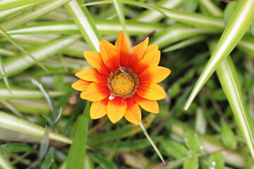 beautiful orange flower amid the green leaves. flower among the leaves. beautiful details of nature. flower details.