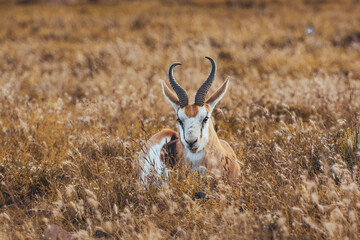 Springbock close up, South Africa, Mountain Zebra National Park, sunset
