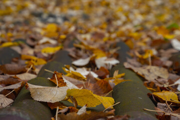 Close up of autumn leaves on roof tiles with focus on foreground