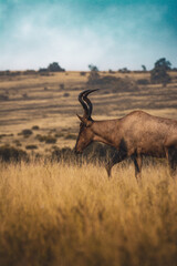 South Africa, Addo Elephant National Park, antelope walking through the bush, landscape with sky