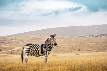 Naklejka premium South Africa, Addo Elephant National Park, Zebra walking through the bush, landscape with sky
