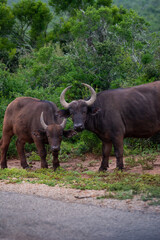 Fototapeta premium Buffelo walking through the bush, South Africa, Addo Elephant National Park