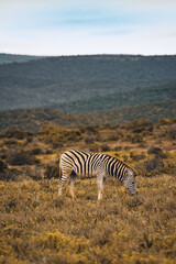 ZEBRA walking through the bush, South Africa, Addo Elephant National Park