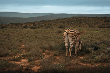Fototapeta na wymiar ZEBRA walking through the bush, South Africa, Addo Elephant National Park