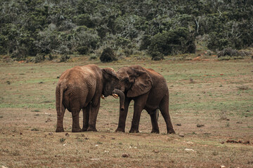 Fototapeta premium South Africa, Addo Elephant National Park, ELEPHANT walking through the bush