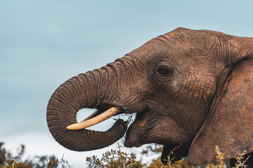 South Africa, Addo Elephant National Park, ELEPHANT walking through the bush