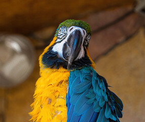 Close up photo of a blue and yellow macaw ara.  © TOMASZ