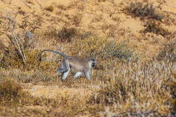 monkey, mountain zebra national park, south africa