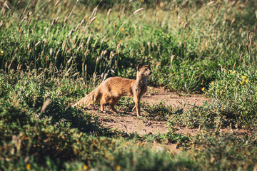 mountain zebra natinal park, south africa 